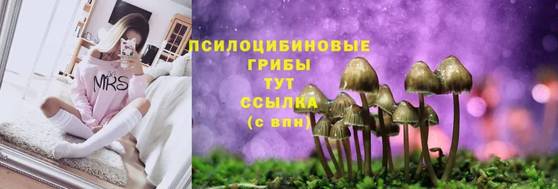 Псилоцибиновые грибы Cubensis  Богучар 